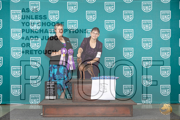 Miniature Bulldog #133 Wed BOW Judge Denise Vavla__JP_0350_Premier_2024_HR3