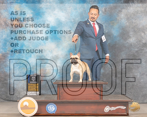 French Bulldog #11 Sat BOWWD Judge Gary AndersenMMJ_4098_Mdlnd2022_HR3