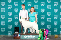 White Shepherd #1318 Ch OAE TD see card