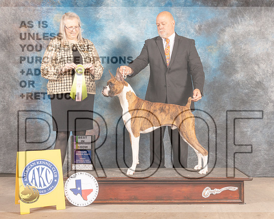 Boxer  #7 Fri BISweeps Judge Chris Ann Moore-MMJ_7174-FW2022-HR3