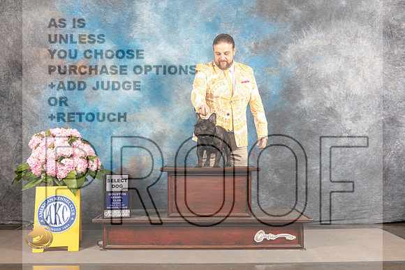 French Bulldog #25 THUR SD Judge Joe Walton_MJ_3876_Houston_2022_HR3