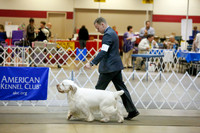 Clumber Spaniel Fri Ring
