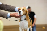 Beagle #? Ringside Sat