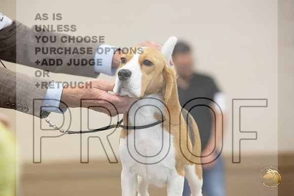 Beagle # Ringside Sat_JJL_3991_LongviewTX_2024_HR3