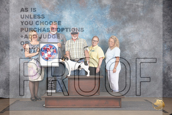 Teddy Roosevelt Terrier #11 Sat Best of The Best __JP_2781_LongviewTX_2024_HR3