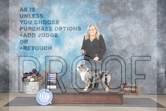Miniature American Shepherd #8 Sat 1st Judge Del Richards__JP_7015_Belton_2024_HR3