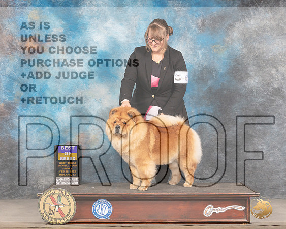 Chow Chow #6 Fri BOB Judge Donnelle RichardsMMJ_3220_Mdlnd2022_HR3