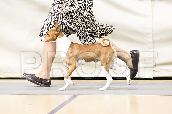 Basenji-8438LR