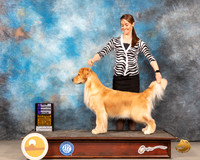 Golden Retriever #28 Sat WB Judge Jim Fehring