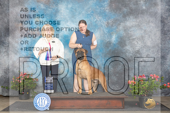 Bullmastiff #7 Sun WDBOWM Judge Karen McFarlane_JP_6100e_San Antonio_2024-HR3
