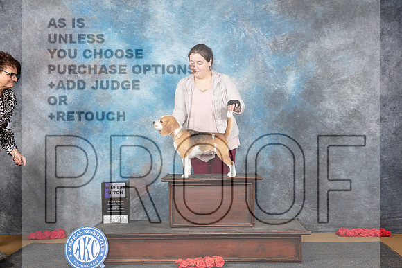 Beagle #10 Sun WB JUdge Beth Downey__JP_0712_Sulphur Springs_2024_HR3