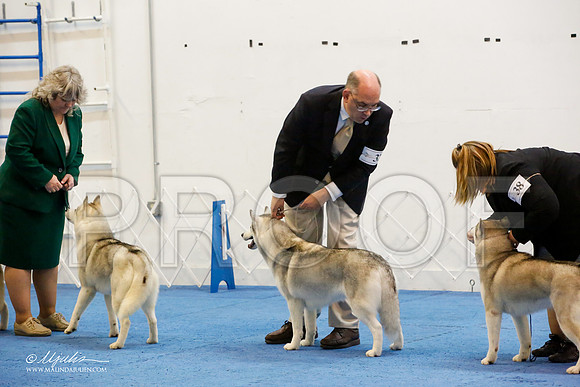 _M3_1271-AddisonHuskyMar2015-HR3