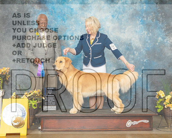Golden Retriever #19 Fri BOW Judge Eugene Blake-MMJ_9620-NWARK2022-HR3