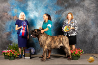Mastiff #9 Thur RBIS Judge Jan Paulk