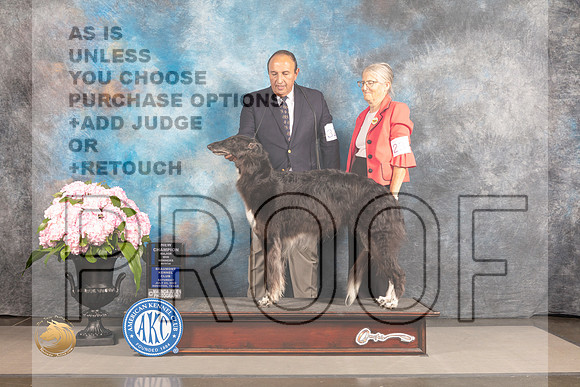 Borzoi #32 SAT WB NCH Major Judge Polly Smith_MJ_6619_Houston_2022_HR3