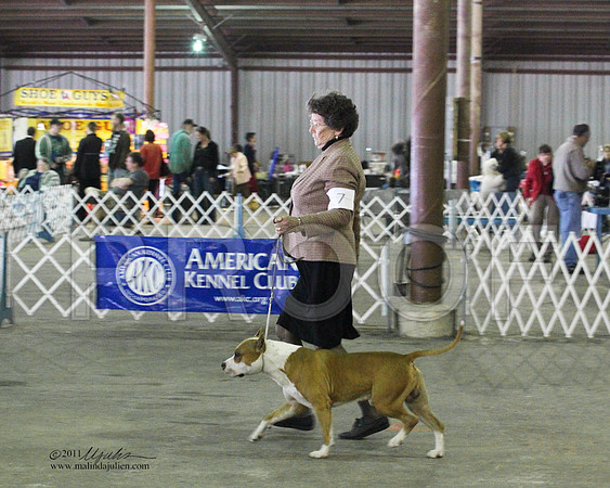 Group Terrier Saturday - 0013