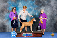 Vizsla #33 Wed BISS Judge Ida Kavafian
