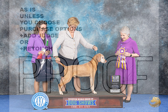 Vizsla #33 Wed BISS Judge Ida Kavafian__JP_7460_Houston_2024_HR3