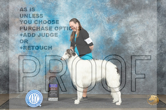 Borzoi #5 Sun BOBOHBOB Judge June Penta__JP_4155_Lubbock_2024_HR3