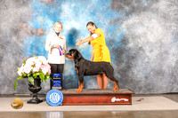 Rottweieler #11 Sun WDBOW Judge Patricia Sosa