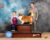 Shetland Sheepdog Pee Wee #12 Sat