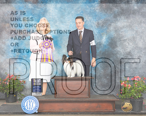 Papillon #23 Sun BISS Judge Pamela Wilson_JP_6441e-2_San Antonio_2024-HR3