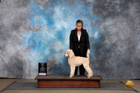 Poodle Standard #417 Sun Novice Puppy Rsv BIS Judge Matthew Proctor