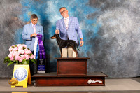 Manchester Terrier Standard #6 THUR BOW Major Judge Richard Powell