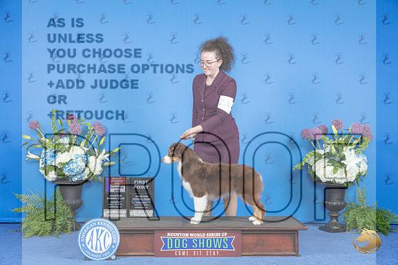 Miniature American Shepherd #23 THUR WD BOS Judge Ann Yuhasz__JP_8081_Houston_2024_HR3