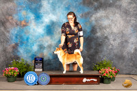 Shiba Inu #15 Fri BOW Judge Robert Shreve