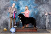 Bernese Mountain Dog #5 Sat RBIS Judge Jon Cole