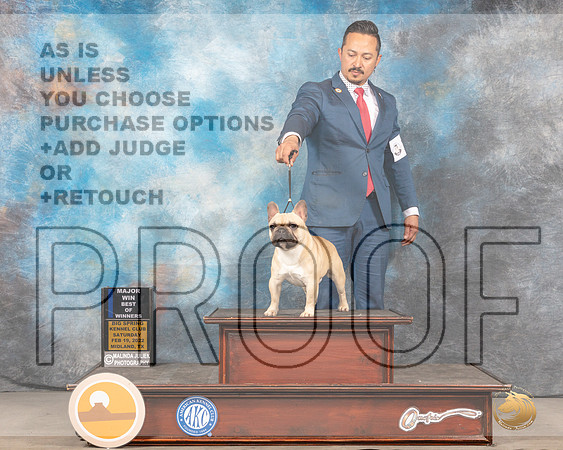 French Bulldog #11 Sat BOWWD Judge Gary AndersenMMJ_4094_Mdlnd2022_HR3