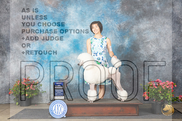 Poodle Std #15 Fri WDBOW Judge Christine Martinez__JP_4119_San Antonio_2024_HR3