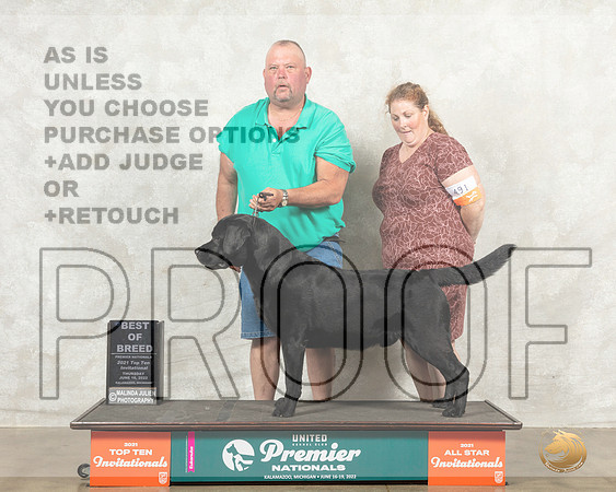 Labrador Retriever #491 Thur BOB Judge Karen Hynek__MJ_7362_Premier_2022_HR3