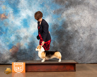 Pembroke Welsh Corgi Custom