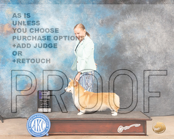 Pembroke Welsch Corgi #7 Sun WDM Judge Joan Liebes-MMJ_4686-Abilene2022-HR3