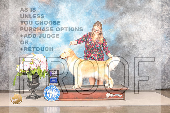Golden Retriever #78 Sun WB Judge Joe WaltonGolden Retriever #78 Sun WB Judge Joe Walton_MJ_7639_Houston_2022_HR3_Houston_2022_HR3