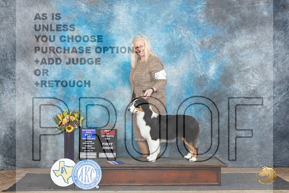 Australian Shepherd #7 Fri WDBOWBOS no judge__JP_9329_Abilene_2024_HR3
