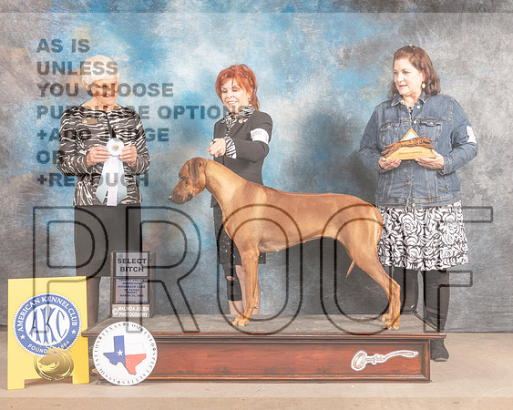 Rhodesian Ridgeback #18 Fri SB Judge Pluis Davern-MMJ_7256-FW2022-HR3