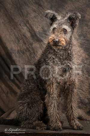 _ST_3954-Pumi-HR3