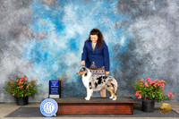 Miniature American Shepard #8 Sat 1WBBOW Judge Polly (Mrs Robert) D Smith