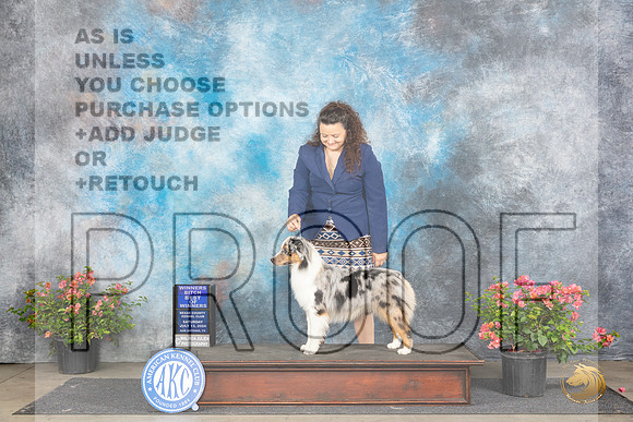 Miniature American Shepard #8 Sat 1WBBOW Judge Polly (Mrs Robert) D Smith__JP_4876_San Antonio_2024_HR3