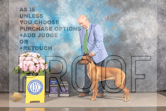Rhodesian Ridgeback #20 FRI BOW Judge Barbara Alderman_MJ_4893_Houston_2022_HR3