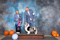Shetland Sheepdog #32 Sat RBIS Judge Tim Catterson