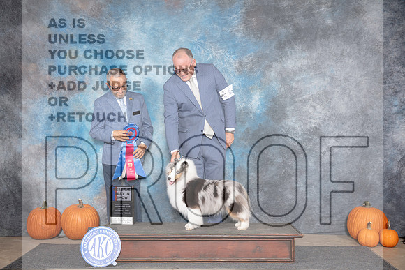 Shetland Sheepdog #32 Sat RBIS Judge Tim Catterson__JP_9013_Humble_2024_HR3