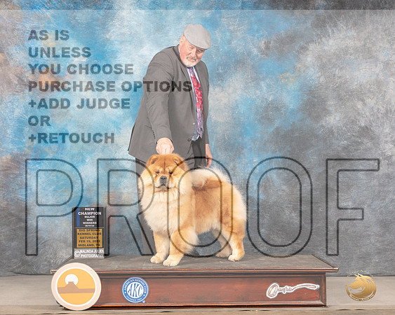 Chow Chow #16 Sat WB Judge Jim FehringMMJ_4327_Mdlnd2022_HR3