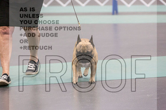 French Bulldog Sat Ring 2_JJL_0688_UKCLNGVIEWOCT2024_2024_HR3