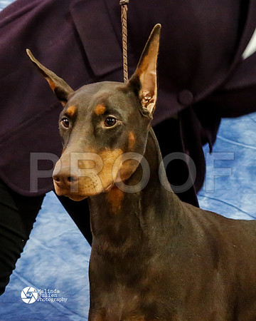 dobe-6278-HtoJan14-HR