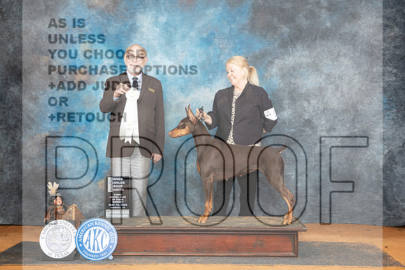 Doberman Pinscher #10 Sun OHG4 Judge Tim Robbins__JP_8794_MARSHALL_2024_HR3
