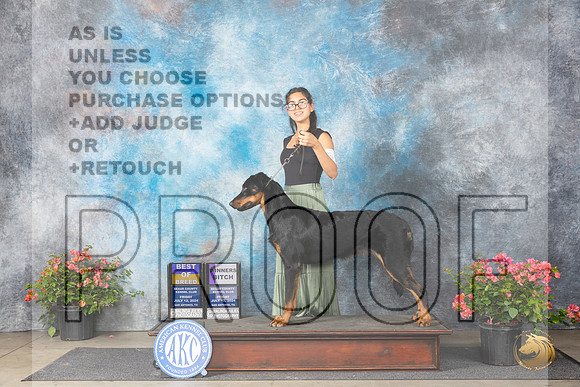 Beauceron #6 Fri WBBOB Judge Paul F Willhauck__JP_4131_San Antonio_2024_HR3